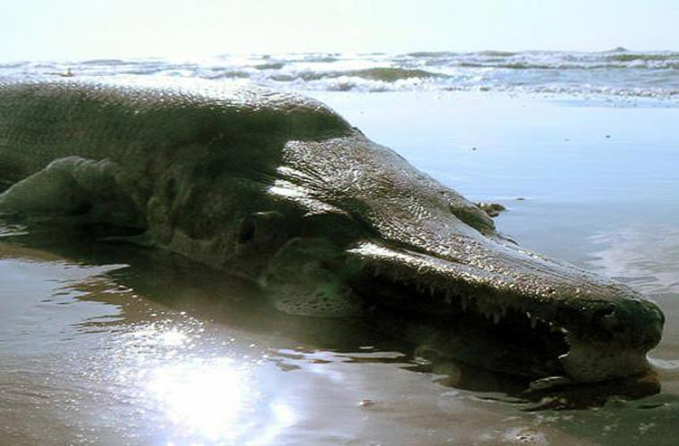 Do có bộ răng lớn cùng chiếc mõm khá giống của cá sấu, loài cá nhái lai cá sấu này có thể được coi là một trong những loài cá đáng sợ nhất trên những dòng sông ở Bắc Mỹ. Tuy nhiên, loài này khá lành với con người. Chúng có thể dài tới 3 m và sống sót trên bờ khoảng 2 tiếng.
